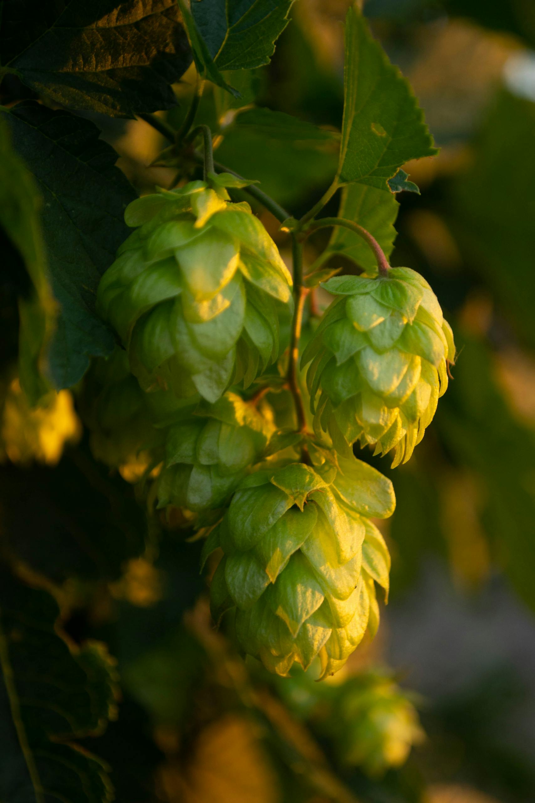 A detailed view of fresh green hops cones hanging from a vine with warm sunlight illuminating them.